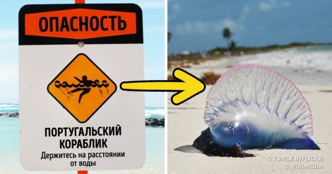 12 небезпек, які можуть зіпсувати відпочинок в екзотичних країнах, і як їх уникнути