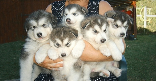 Спробуйте подивитися цей пост і жодного разу не посміхнутися