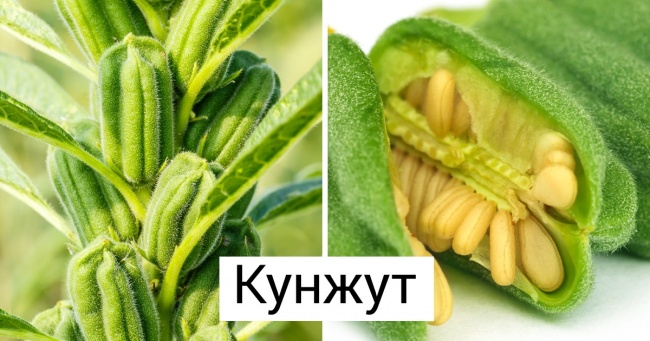 16 відомих продуктів, які ростуть зовсім не так, як ми собі уявляли